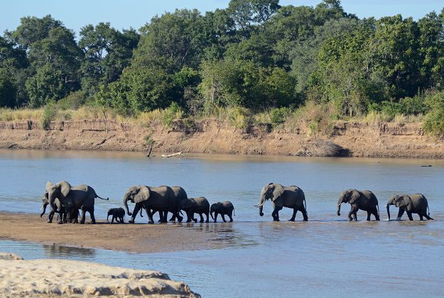 Elephants (1)