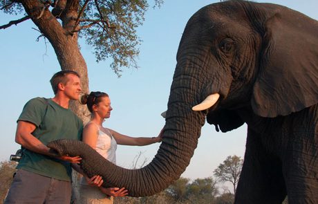 elephant