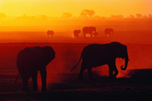 African Elephants at Sunset (Loxodonta africana), Chobe National Park, Botswana, Africa