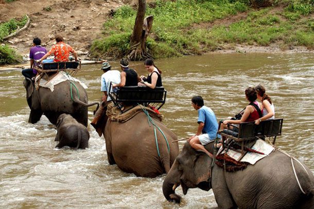 elephants
